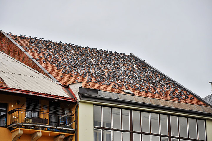 A2B Pest Control are able to install spikes to deter birds from roofs in Ponteland. 