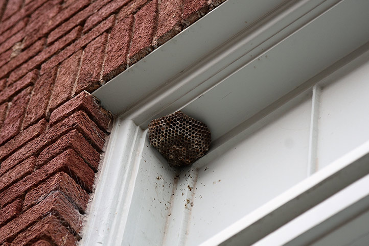 We provide a wasp nest removal service for domestic and commercial properties in Ponteland.